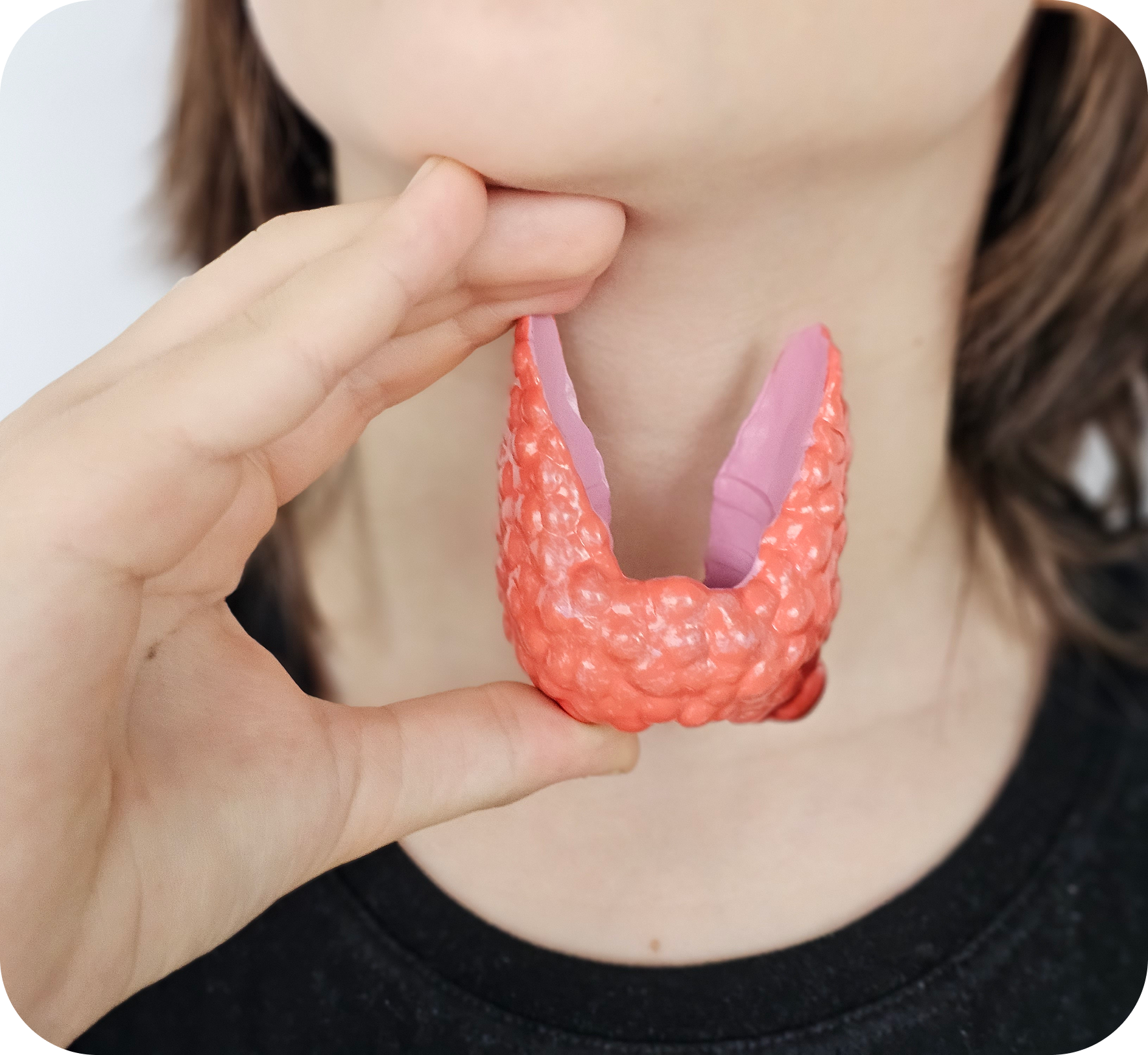 Model of thyroid gland near person's neck.
